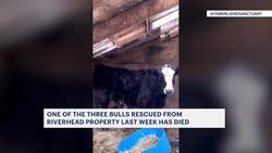 Bull rescued from Riverhead property last week dies News Clip