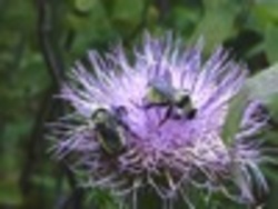 ¿Qué es un insecto?: los insectos son útiles Instructional Video