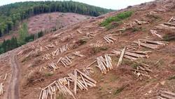 Green to Grey: Drone Views of Rainforest Deforestation Stock Footage