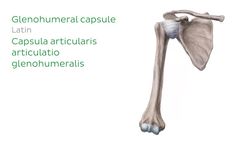 Shoulder joint Instructional Video