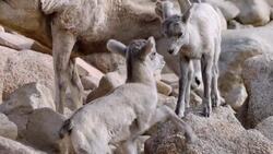 Ever Wonder How Much Bighorn Sheep’s Horns Weigh? Instructional Video