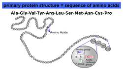 Protein Structure Instructional Video