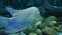 aquatic organisms Stock Footage