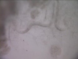Microscopic Life: Seeing Microscopic Life Instructional Video