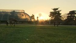 Kew Gardens Stockshots News Clip