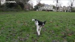 Huge increase in UK dog theft blamed on COVID-19 restrictions News Clip