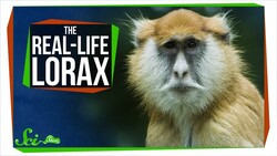 Turns Out "The Lorax" Is Probably a Real Monkey Instructional Video