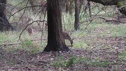 Shiloh Ranch Regional California. Stock Footage