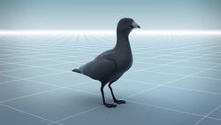 Plastic consumption turning seabirds smaller, study finds Instructional Video