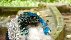 Elegant wild exotic bird with colorful artistic feathers. Close up of peacock textured plumage. Flying Indian green peafowl (Pavo cristatus) in real nature, vibrant pattern of luminous tail and wings. Stock Footage