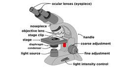 Light Microscopy: Function and Utility Instructional Video