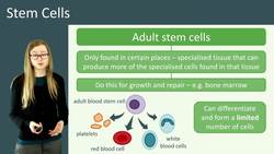 Introduction to Stem Cells: Types and Uses in Animals, Plants, and Medicine Instructional Video