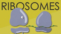 Ribosomes: structure and function Instructional Video
