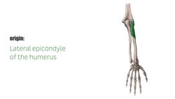 Supinator muscle Instructional Video