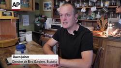 En Escocia se lucha por preservar a los flamingos en v a de extinci n  Instructional Video