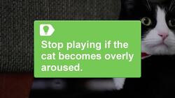 How to Avoid Cat Bites Instructional Video