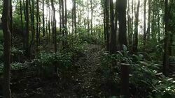 Reveal the trail in tropical rainforest Stock Footage