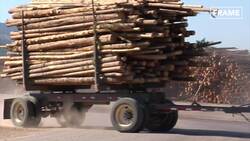 Amazing Modern Process That Revolutionized the Wood Harvesting Industry Instructional Video