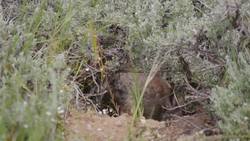 Food and Fear: Modeling animal tradeoffs shaped by landscape complexity - Science Nation Instructional Video