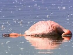 Lake Nakuru Flamingos & Friends: How to protect the animals inside Lake Nakuru Park Instructional Video
