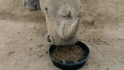 How a Special Diet Could Increase White Rhino Birth Rates Instructional Video