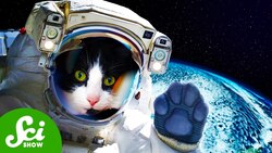 The First (And Only) Time We Sent a Cat to Space Instructional Video