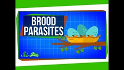 Brood Parasites Instructional Video