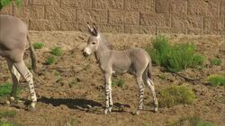 Quality Time with Mom Is Extremely Important for This Wild Donkey Instructional Video