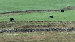 Rural scene of remote Scottish countryside Stock Footage
