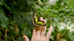 Releasing Rare Butterflies with Christina Wilson Instructional Video
