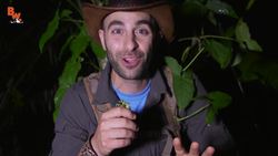 Incredible Leaf Mantis! Instructional Video