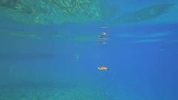 Sea turtle swims in blue sea water aquatic animal underwater video Stock Footage