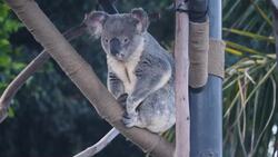I WONDER - What Animals Are Like Koalas? Instructional Video