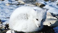 Learn The Amazing Differences of Fox Species Instructional Video