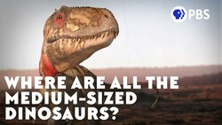 Where Are All the Medium-Sized Dinosaurs? Instructional Video