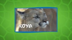Why the Mountain Lion Goes By So Many Different Names Instructional Video
