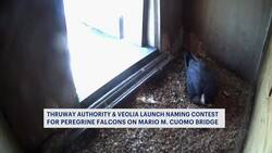 Naming contest announced for baby falcons on Mario M. Cuomo Bridge News Clip