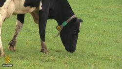 UK farmers forced to throw away fresh produce News Clip