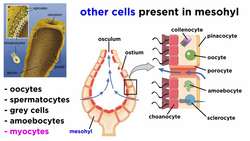 Phylum Porifera: Sponges Instructional Video