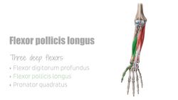 Flexor pollicis longus muscle Instructional Video