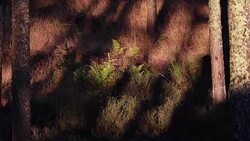 sunset light and shadows moving through pine forest to darkness. Stock Footage