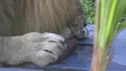 Rio zoo animals cool off with ice in soaring heat Instructional Video