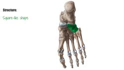 Cuboid bone Instructional Video