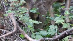 Shiloh Ranch Regional California. Stock Footage