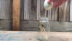 Egg In a Bottle Experiment Instructional Video
