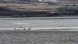 Trumpeter Swans and Bald Eagle Stock Footage
