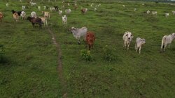 VOICED : El ganadero colombiano que firmó la paz con el jaguar News Clip