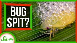 Beware the Bug Spit: How Spittlebugs Accidentally Doom Plants Instructional Video