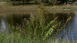 Close up of bracken with a Scottish loch in the background Stock Footage
