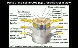 Anatomy - Anatomy of the Spinal Cord and Nerves Instructional Video